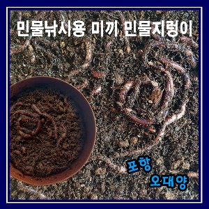 민물지렁이 민물낚시 미끼 지렁이 (3통)+아이스박스+아이스팩 포항오대양